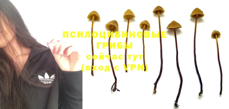 omg как войти  Уржум  Псилоцибиновые грибы Cubensis 